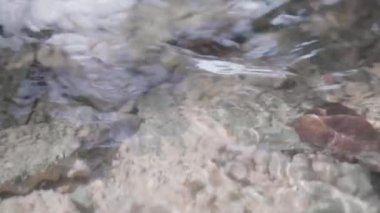 Kökleri ve tropikal orman sonbahar yaprakları arasında akan küçük bahar creek kapatın. Ahşap akan su.