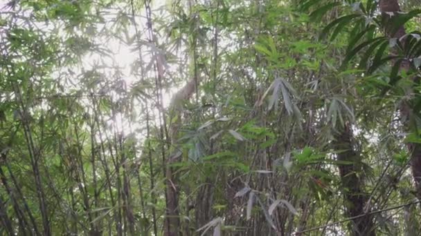 Beelden Van Groene Bladeren Bomen — Stockvideo