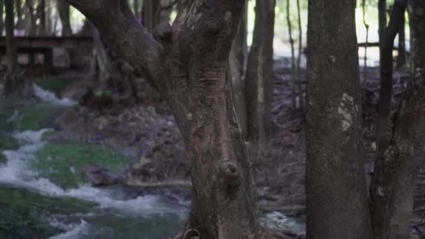 慢动作娃娃拍摄美丽的树林和小瀑布与水流经绿色的岩石在甲米的翡翠池 热带瀑布与小小溪在泰国南部的雨林 — 图库视频影像
