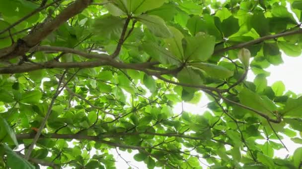 Záběry Zelených Listů Stromech — Stock video