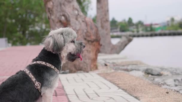 Lindo Perro Negro Sienta Suelo Con Correa Respiración Con Lengua — Vídeo de stock