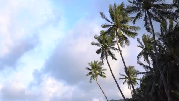 Tropiska Coconut Palm Tree Blåsa Med Vinden Mot Blå Himmel — Stockvideo