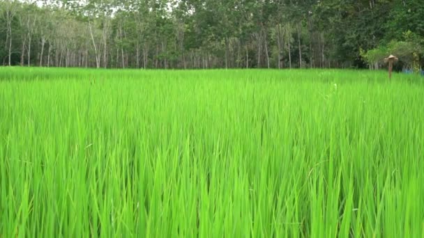 Όμορφο Τοπίο Πράσινο Ρύζι Πεδίο Αιωρούνται Στον Αέρα Σκιάχτρο Και — Αρχείο Βίντεο
