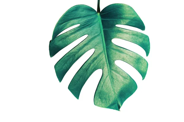 Монстера Leaf Ізольовані Білому Тлі Відсічним Контуром Palm Leaf Реальні — стокове фото