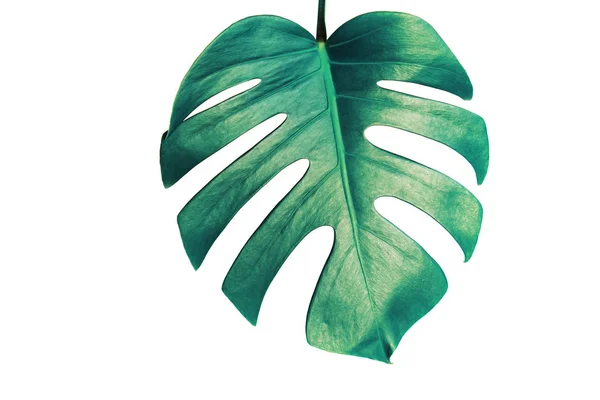 Monstera Blatt Isoliert Auf Weißem Hintergrund Mit Clipping Pfad Palmblatt — Stockfoto