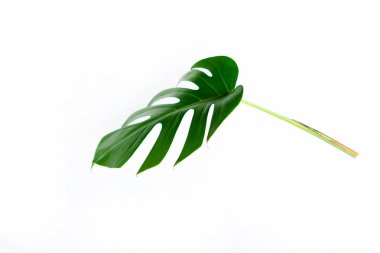 Monstera yeşil yaprak beyaz arka plan üzerinde izole. Yaprak, gerçek palmiye tropikal orman bitki örtüsü İsviçre peyniri bitki. Düz lay ve en iyi görünümü. Doğa nesne.