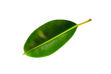 Kırpma yolu ile beyaz arka plan üzerinde izole tropikal yaprak yeşil. Decora ağaç, Hint kauçuk ağacı, kauçuk ağacı, Ficus Elastica yaprak beyaz bir arka plan üzerinde.