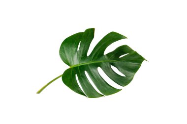 Monstera yaprak izole kırpma yolu ile beyaz arka plan üzerinde. Yaprak, gerçek palmiye tropikal orman bitki örtüsü İsviçre peyniri bitki. Düz lay ve en iyi görünümü.