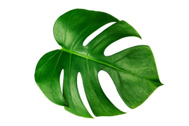 Monstera yaprak izole kırpma yolu ile beyaz arka plan üzerinde. Yaprak, gerçek palmiye tropikal orman bitki örtüsü İsviçre peyniri bitki. Düz lay ve en iyi görünümü.