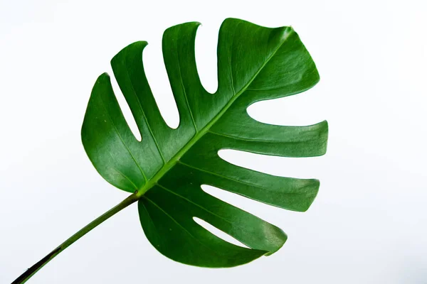 Monstera yeşil yaprak beyaz arka plan üzerinde izole. Yaprak, gerçek palmiye tropikal orman bitki örtüsü İsviçre peyniri bitki. Düz lay ve en iyi görünümü. Doğa nesne.