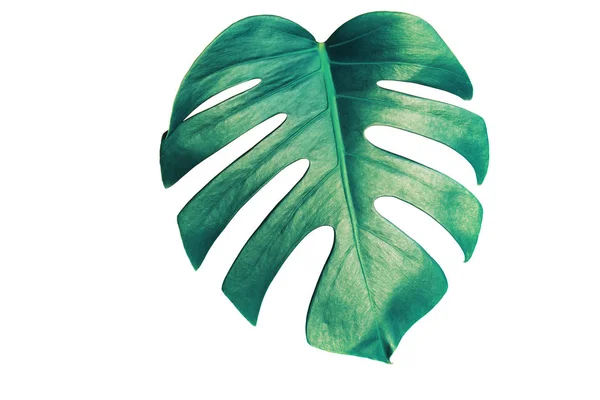 Monstera Blad Geïsoleerd Een Witte Achtergrond Met Uitknippad Palm Blad — Stockfoto