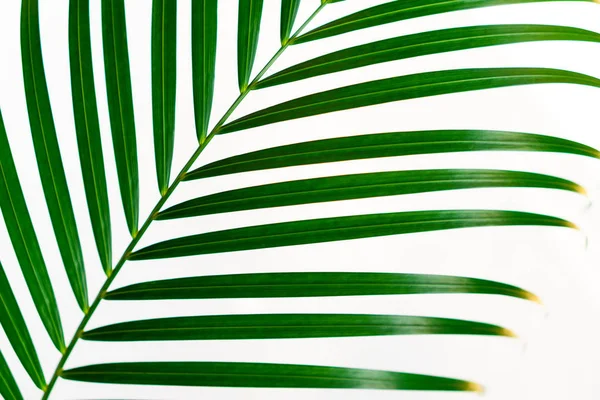 Ramo Foglie Palma Verde Isolato Sfondo Bianco Foglie Cocco Fogliame — Foto Stock