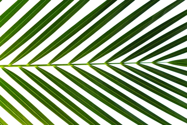 Ramo Folha Palma Verde Isolado Fundo Branco Folhas Coco Árvore — Fotografia de Stock