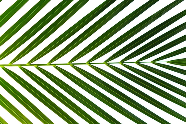 Groene Blad Palmtak Geïsoleerd Een Witte Achtergrond Kokosnoot Bladeren Tropische — Stockfoto