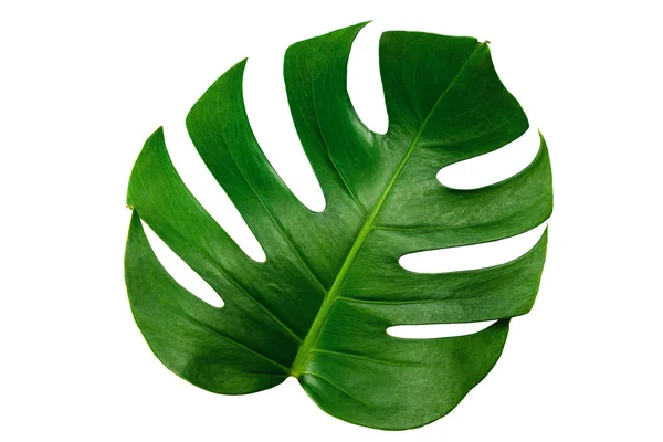 Monstera yaprak izole kırpma yolu ile beyaz arka plan üzerinde. Yaprak, gerçek palmiye tropikal orman bitki örtüsü İsviçre peyniri bitki. Düz lay ve en iyi görünümü.