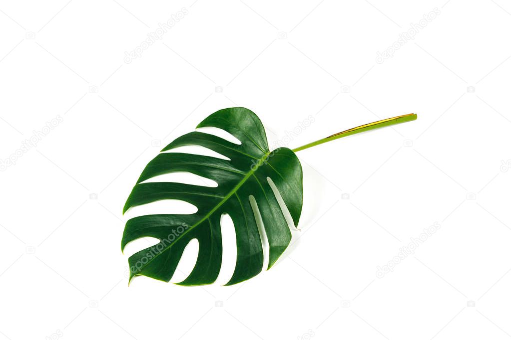 Monstera leaf isolated on white background with clipping path. Palm leaf, Real tropical jungle foliage Swiss cheese plant. Flat lay and top view.