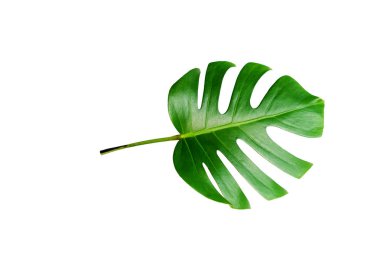 Monstera yeşil izole üzerinde beyaz arka plan kırpma yolu ile yaz için yaprak ve tasarım öğesi bahar. Yaprak, tropikal orman bitki örtüsü İsviçre peyniri bitki palmiye. Düz lay ve en iyi görünümü. Doğa nesne.