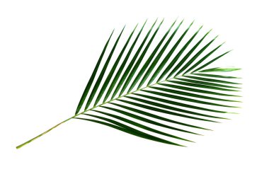 İzole kırpma yolu beyaz zemin üzerine yeşil palmiye yaprak şube. Hindistan cevizi yaprakları, tropikal bitki örtüsü ağaç.