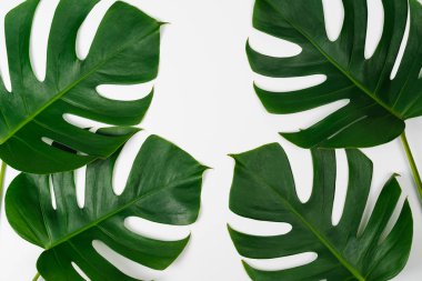 Monstera yeşil yaprak düz yatıyordu stil ve üstten görünüm beyaz arka plan üzerinde izole. Doğa çerçeve arka plan. Yaprak, gerçek palmiye tropikal orman bitki örtüsü İsviçre peyniri bitki.