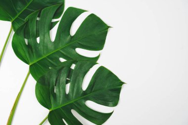 Monstera yeşil yaprak düz yatıyordu stil ve üstten görünüm beyaz arka plan üzerinde izole. Yaprak, gerçek palmiye tropikal orman bitki örtüsü İsviçre peyniri bitki.