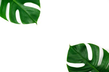 Monstera yeşil yaprak düz yatıyordu stil ve üstten görünüm beyaz arka plan üzerinde izole. Yaprak, gerçek palmiye tropikal orman bitki örtüsü İsviçre peyniri bitki.