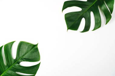 Monstera yeşil yaprak düz yatıyordu stil ve üstten görünüm beyaz arka plan üzerinde izole. Yaprak, gerçek palmiye tropikal orman bitki örtüsü İsviçre peyniri bitki.