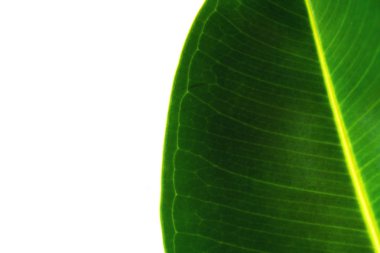 Beyaz arka planda üzerinde izole tropikal yaprak yeşil yakından lay ve en iyi görünümü soymak. Doğa arka plan kopya alanı ile.