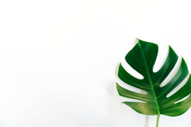Monstera yeşil yaprak beyaz arka plan üzerinde izole. Yaprak, gerçek palmiye tropikal orman bitki örtüsü İsviçre peyniri bitki. Düz lay ve en iyi görünümü. Doğa nesne.