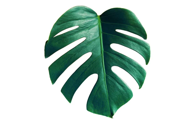 Monstera Grünes Blatt Isoliert Auf Weißem Hintergrund Mit Clipping Pfad — Stockfoto