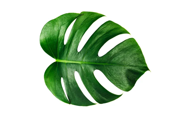 Hoja Verde Monstera Aislada Sobre Fondo Blanco Con Camino Recorte — Foto de Stock