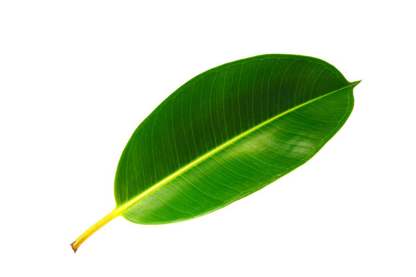 Tropical green leaf isolated on white background with clipping path. Decora tree, Indian rubber tree, Rubber plant, Ficus Elastica Leaf on a white background.