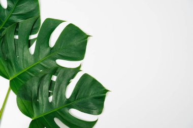 Monstera yeşil yaprak düz yatıyordu stil ve üstten görünüm beyaz arka plan üzerinde izole. Yaprak, gerçek palmiye tropikal orman bitki örtüsü İsviçre peyniri bitki.