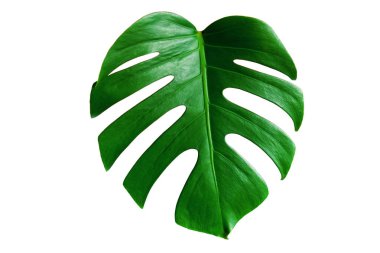 Monstera yeşil izole üzerinde beyaz arka plan kırpma yolu ile yaz için yaprak ve tasarım öğesi bahar. Yaprak, tropikal orman bitki örtüsü İsviçre peyniri bitki palmiye. Düz lay ve en iyi görünümü. Doğa nesne.