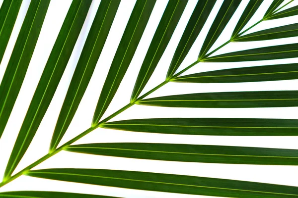 Ramo Folha Palma Verde Isolado Fundo Branco Folhas Coco Árvore — Fotografia de Stock