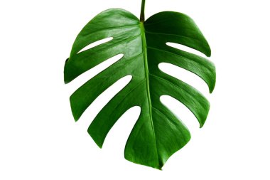 Monstera yeşil izole üzerinde beyaz arka plan kırpma yolu ile yaz için yaprak ve tasarım öğesi bahar. Yaprak, tropikal orman bitki örtüsü İsviçre peyniri bitki palmiye. Düz lay ve en iyi görünümü. Doğa nesne.