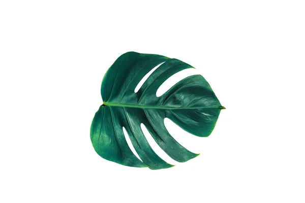 Monstera Green Leaf Isolated White Background Clipping Path Summer Spring — Stock Photo, Image
