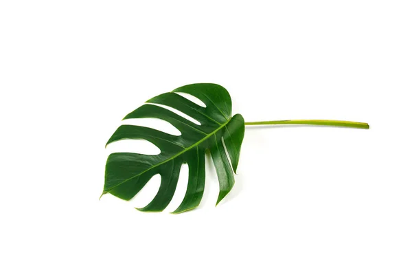 Hoja Verde Monstera Aislada Sobre Fondo Blanco Hoja Palma Follaje — Foto de Stock