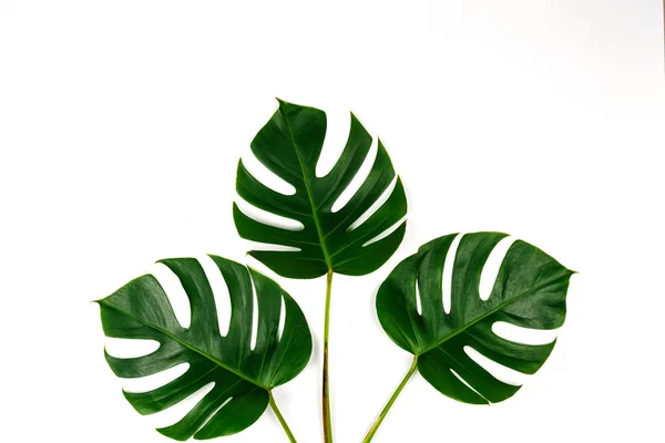 Monstera Zelené Listy Izolované Bílém Pozadí Ploché Laických Styl Pohled — Stock fotografie