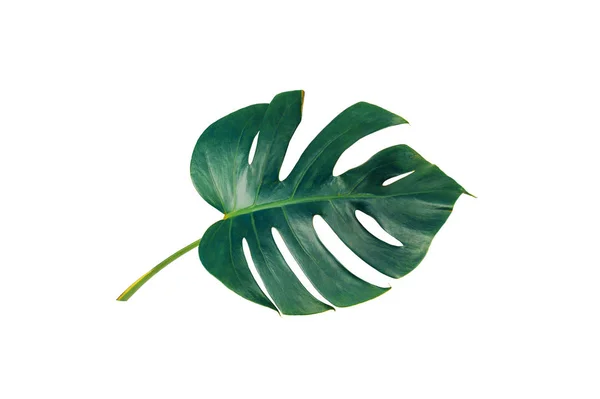 Monstera 여름에 배경을 클리핑 경로와 디자인 요소를 스위스 — 스톡 사진