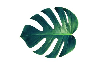 Monstera yeşil izole üzerinde beyaz arka plan kırpma yolu ile yaz için yaprak ve tasarım öğesi bahar. Yaprak, tropikal orman bitki örtüsü İsviçre peyniri bitki palmiye. Düz lay ve en iyi görünümü. Doğa nesne.