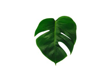 Monstera yeşil izole üzerinde beyaz arka plan kırpma yolu ile yaz için yaprak ve tasarım öğesi bahar. Yaprak, tropikal orman bitki örtüsü İsviçre peyniri bitki palmiye. Düz lay ve en iyi görünümü. Doğa nesne.