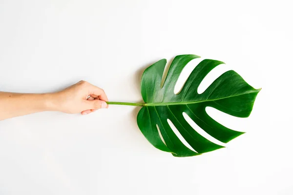 Human hand holding Tropical Monstera palm leaf on white background in flat lay top view. Fresh green leaf in hand.