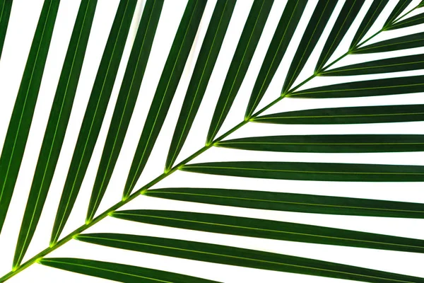 Groene Blad Palmtak Geïsoleerd Een Witte Achtergrond Kokosnoot Bladeren Tropische — Stockfoto
