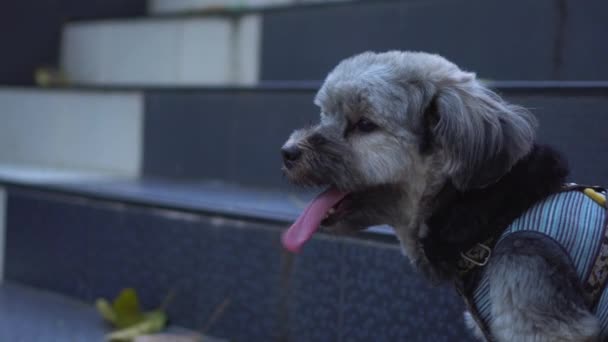 Fechar Imagens Cão Com Língua Furada — Vídeo de Stock