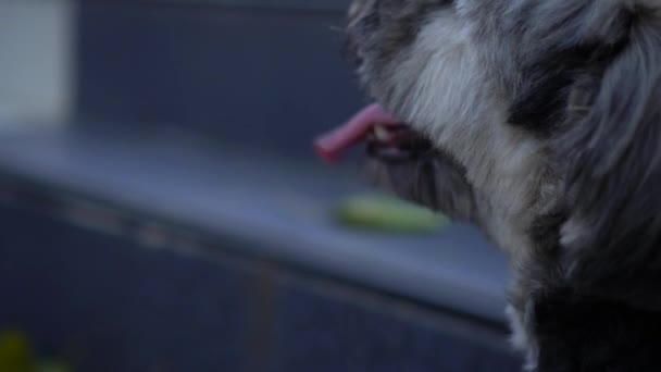 Close Footage Dog Sticking Out Tongue — Stock Video