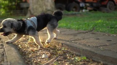 Sokakta yürüyen küçük köpeğin yavaş hareketi 
