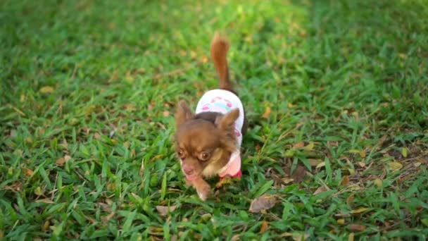 Chihuahua Corriendo Aire Libre Imágenes — Vídeo de stock