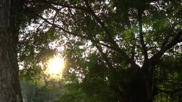 Filmación Hojas Verdes Árboles — Vídeo de stock