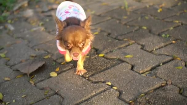 Chihuahua Kör Utomhus Footage — Stockvideo