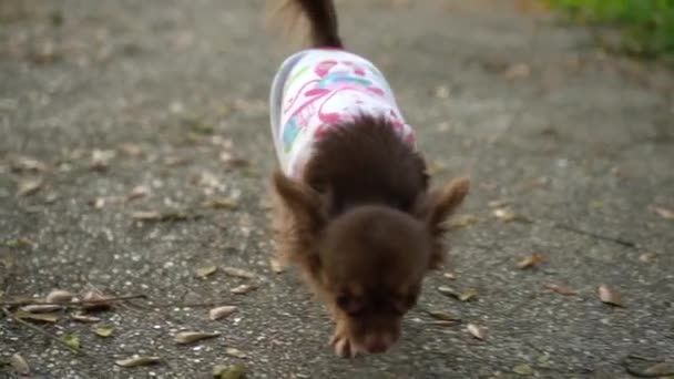 Chihuahua Corriendo Aire Libre Imágenes — Vídeo de stock